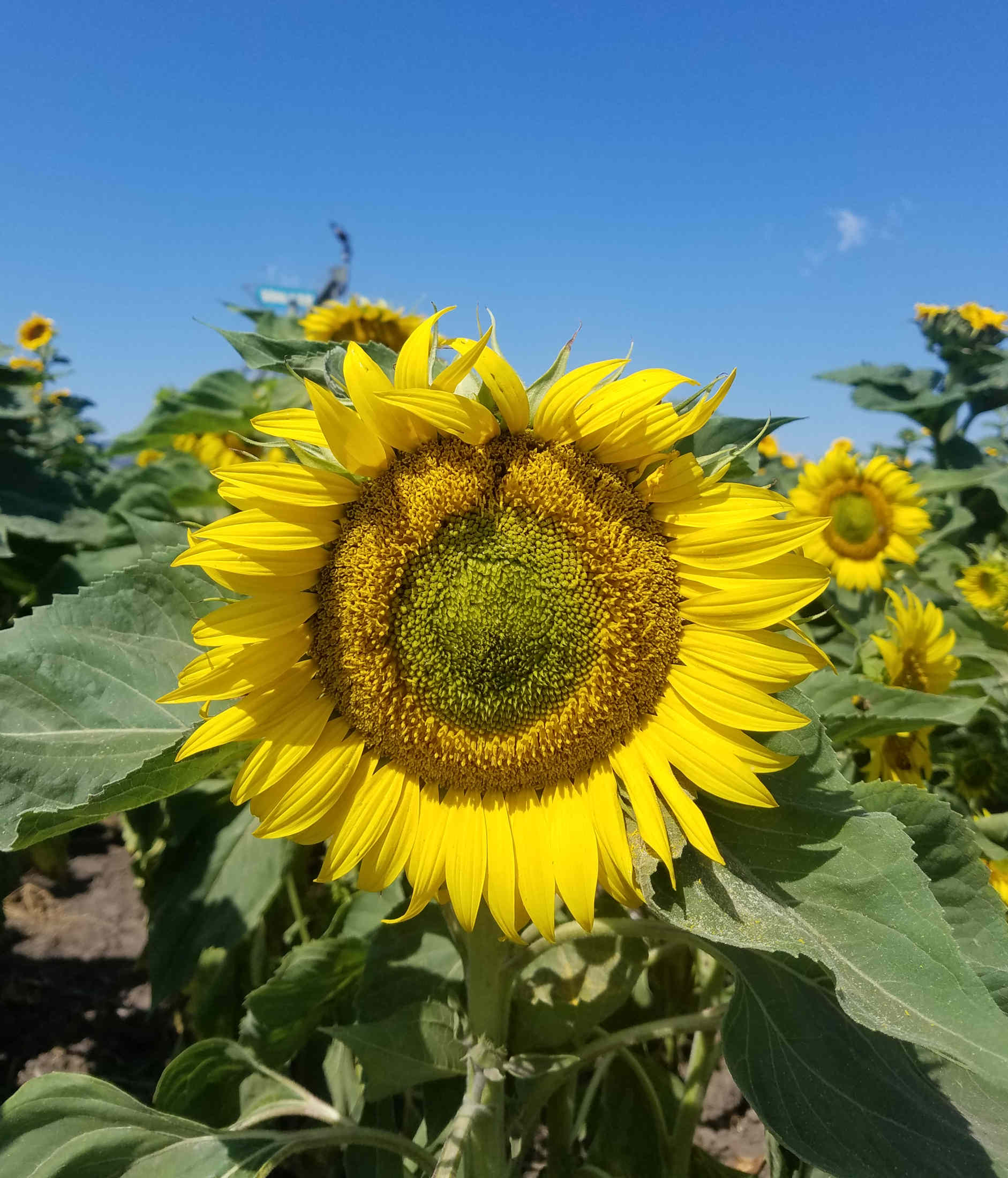 Street Diary Ornamentation
